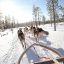 Huskys Finnland, Lappland (Bild © Kakslauttanen Arctic Resort)