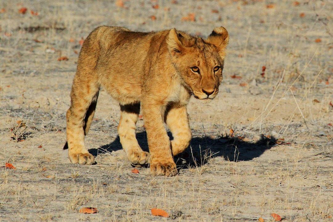 Namibia, Afrika