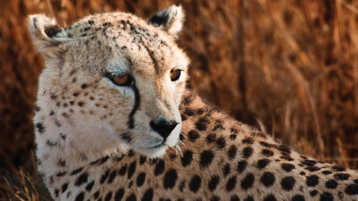 East Africa: Safari Drives, Mountain Hikes & Chimp Trekking - The Geluxe Collection Kenya Tour (Image Credit: G Adventures)